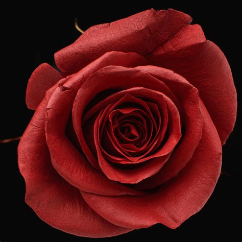 Carmesi – Infinity Love Roses