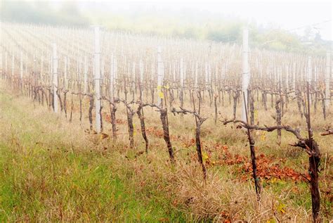 Zimsko prskanje voćnjaka i vinograda Dobro Jutro