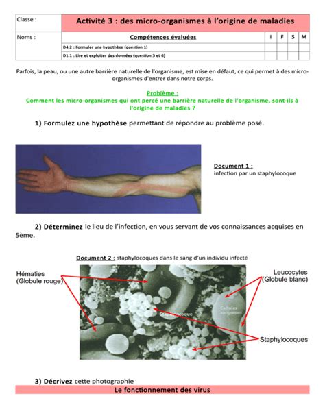 Activité 3 des micro organismes à l origine de maladies