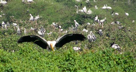 Vedanthangal Bird Sanctuary, Tamil Nadu - Trans India Travels