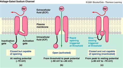 Sodium Channels Activation And Inactivation Gates Telegraph