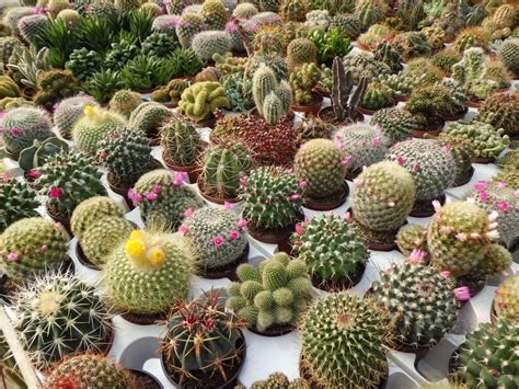 Определитель Голландских Кактусов Лучшая Фото Подборка