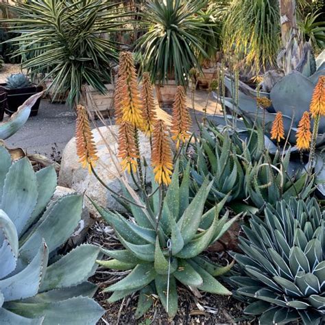 Aloe Sinkatana X Marlothii Rancho Tissue