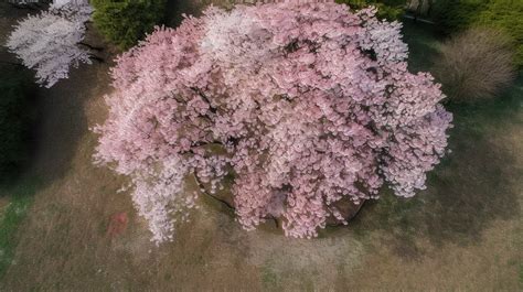 Fundo Foto Aérea Da árvore Sakura Com Pétalas De Rosa Florescendo Fundo