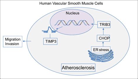 A Diagram Details The Mechanism By Which The Chop Trib Mir Timp