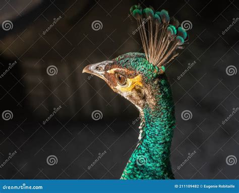 Tall Indian Peafowl Bird Stock Photo Image Of Female