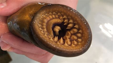 Scientists Target Sex Pheromones To Control Bloodsucking Sea Lamprey In