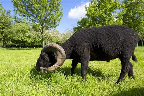 Crapal Conservatoire Des Races Animales En Pays De La Loire