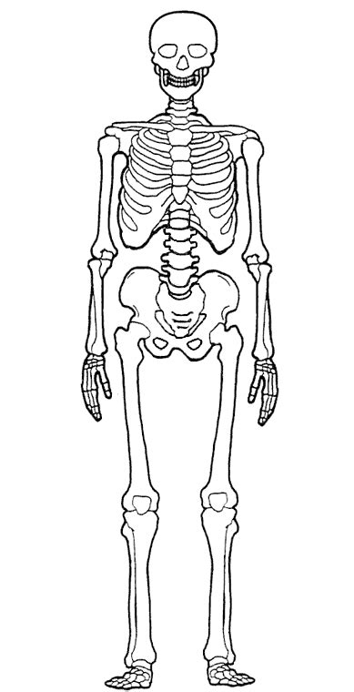 Desenhosass: Desenho De Um Esqueleto Humano | Esqueleto humano desenho ...