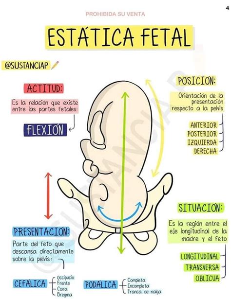 Estatica Fetal Enfermer A Obstetricia Medicina Humana Anatom A M Dica