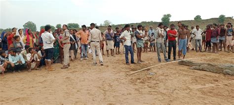 MP: Crocodile swallows 10-year-old boy alive, villagers torture the reptile