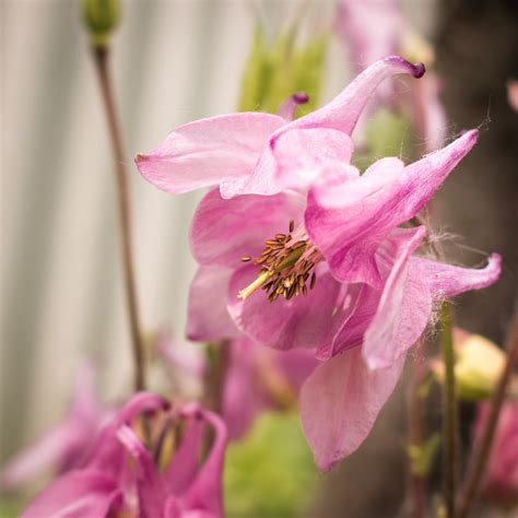 Flower Aquilegia Bloom - Free photo on Pixabay - Pixabay