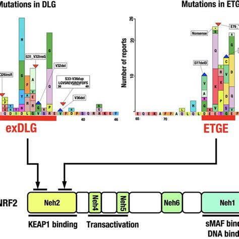 Distribution Of Somatic Mutations In The Nrf Gene In Cancers A Nrf