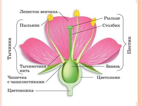 Строение цветка. Многообразие цветков - презентация онлайн