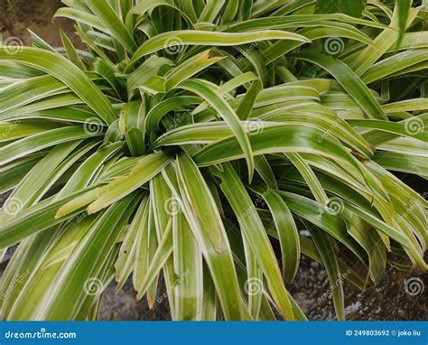 green  yellow grass stock photo image  white grass