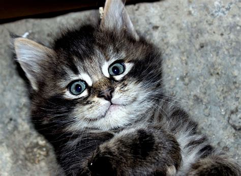 Happy Cat | Bored Panda