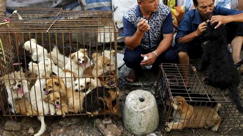 Petition · Stop this Chinese Dog Eating Festival. - India · Change.org