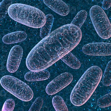 Mitochondria Behind Blood Cell Formation