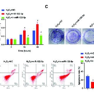 Mir P Attenuates H O Induced Hbvsmc Damage A The Abundance Of