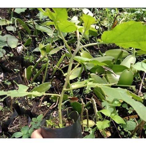 Jual 0bibit Tanaman Buah Takokakcepokakrimbangpohon Takokak Buat