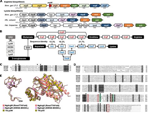 Dissecting The Arginine And Lysine Biosynthetic Pathways And Their Relationship In Haloarchaeon