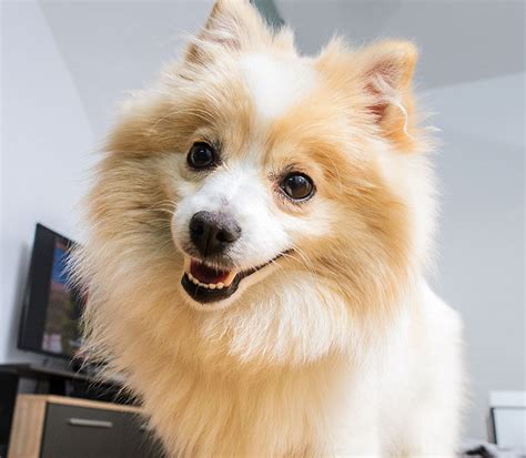 El perro Spitz Alemán Todo sobre esta raza