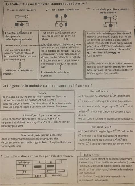 Bac Sc Exp Rimentales Sciences Svt Resum G N Tique Humaine Bac Sc