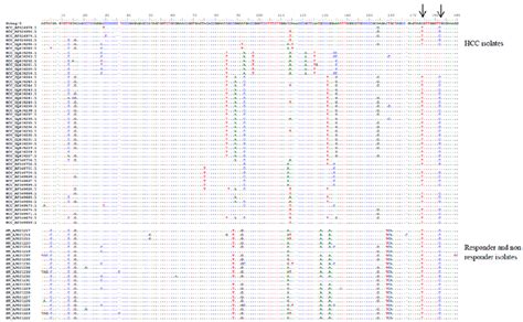 Multiple alignments of the nucleotide sequence of HCV 5′-UTR using ...