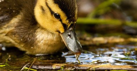 What Do Ducklings Eat? 13 Foods for Baby Ducks - IMP WORLD
