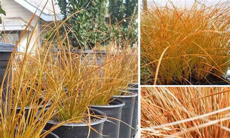 Carex Testacea Orange New Zealand Sedge Garden Plants Online