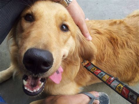 Pros And Cons Of A Golden Retriever - 27 Facts Explained!