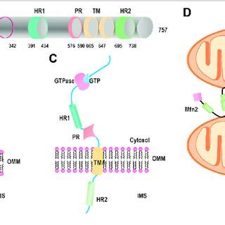 Structure Of Mfn A The Functional Domains Of Mitofusin The