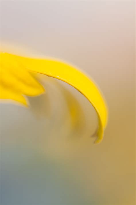 A Beginner’s Guide to Abstract Flower Photography