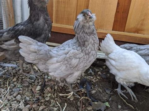 Ameraucana Chicken Breed Profile Backyard Poultry