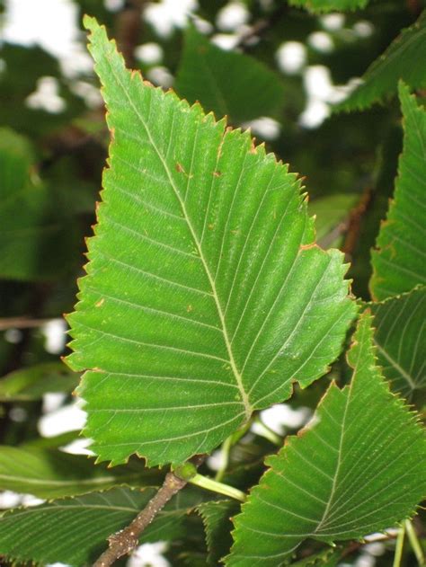 Het Blad Info Boom Boompje