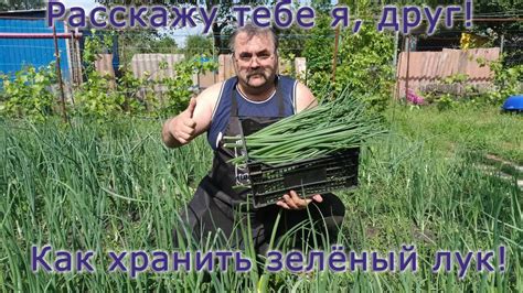 Рецепт хранения перьев зелёного лука на зиму - YouTube