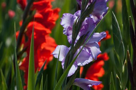 Gladiolos Cuidados Y Características Guía De Jardín