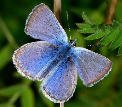 Бабочка | Anna Net | Flickr