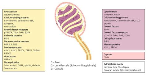 Schematic representation of Meissner corpuscles showing the proteins ...