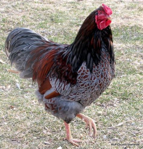 Blue Laced Wyandotte Rooster.. Ours name is Romeo | Hobbies | Pinterest | Beautiful, Roosters ...