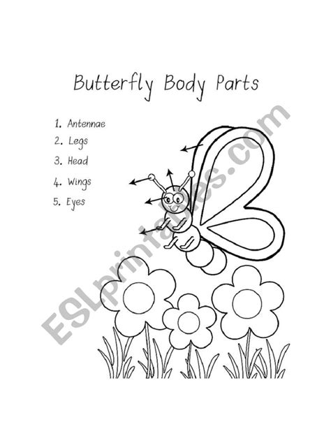 Butterfly Body Parts ESL Worksheet By Joiye27