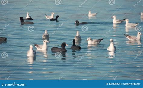 Wild Ducks And Seagulls Swim In Search Of Food Birds Swing On The