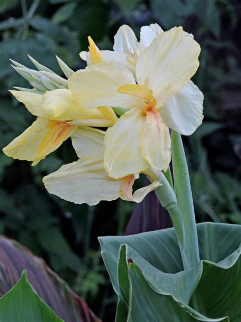 Канна Амбассадор (45 фото) » НА ДАЧЕ ФОТО