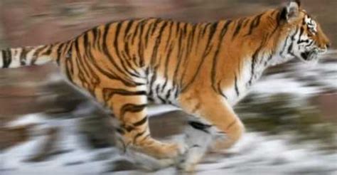 Интересно о тиграх | ЗООМИР