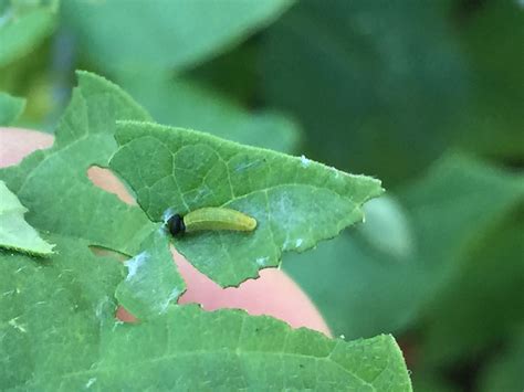 Small Green Worms In Garden Soil Garden Design Ideas