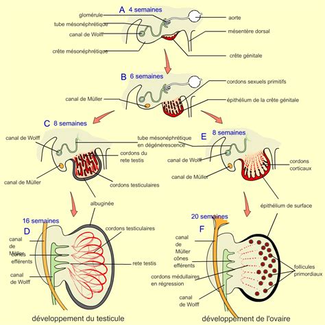 PDF 1 2 L appareil génital chez la femelle Anciens Et Réunions PDF