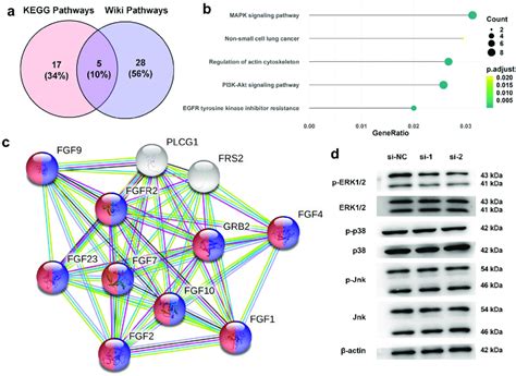 Regulation Between Fgfr And Erk Signaling Pathway In Escs A Kegg