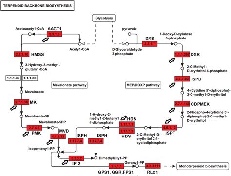 The Genes Encoding Enzymes In Terpenoid Backbone And Monoterpenoid Download Scientific Diagram