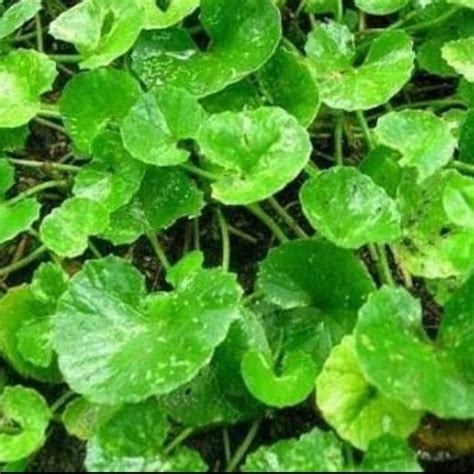 website desa wuwuharjo  detail artikel pengembangan olahan