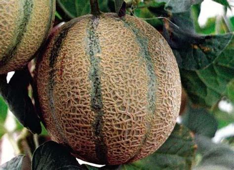 Дыня Галилей: описание и характеристика сорта